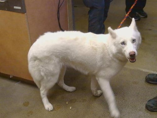 Photo of Pavlova, adoptable Siberian Husky in Sacramento, California