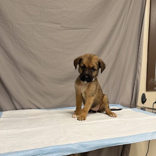Photo of Lavender, adoptable German Shepherd Dog in Agoura, California
