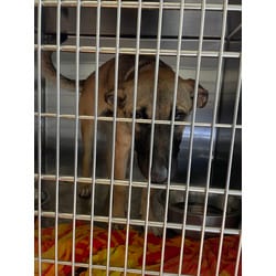 Photo of Scarlet Witch, adoptable German Shepherd Dog in Baton Rouge, Louisiana