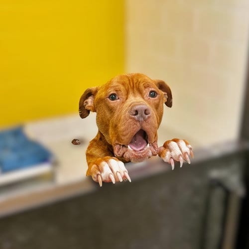 Photo of Yogi, adoptable American Pit Bull Terrier in Atlanta, Georgia