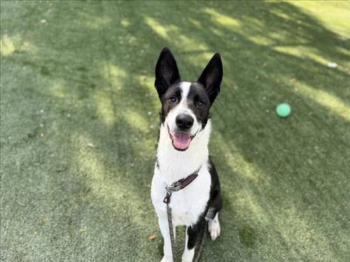 Photo of Cooper, adoptable Parson Russell Terrier in Chatsworth, California