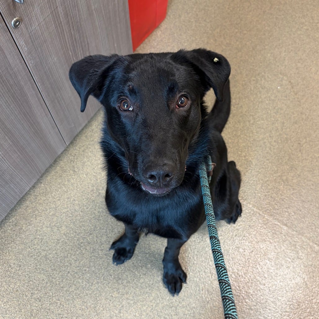 Photo of Alan, adoptable Retriever, Black Labrador / Mix in Council Bluffs, Iowa
