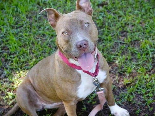 Photo of Alana, adoptable Catahoula Leopard Dog in Tallahassee, Florida