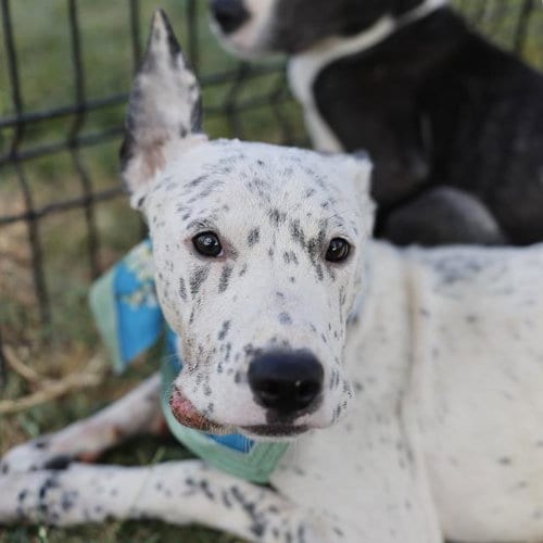 Photo of Azrael, adoptable American Staffordshire Terrier in San Antonio, Texas