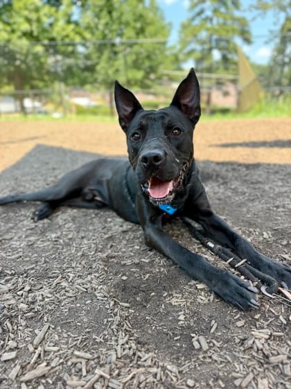 Photo of Sanker, adoptable dog in Chamblee, Georgia