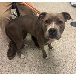 Photo of Rain, adoptable American Pit Bull Terrier in Kansas City, Missouri