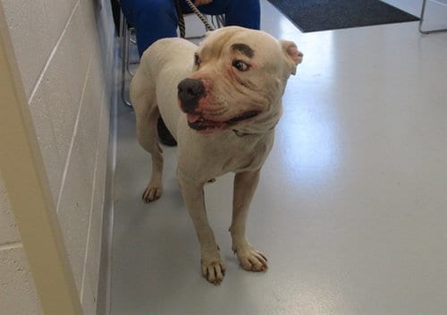 Photo of Cricket, adoptable American Pit Bull Terrier in Ocala, Florida