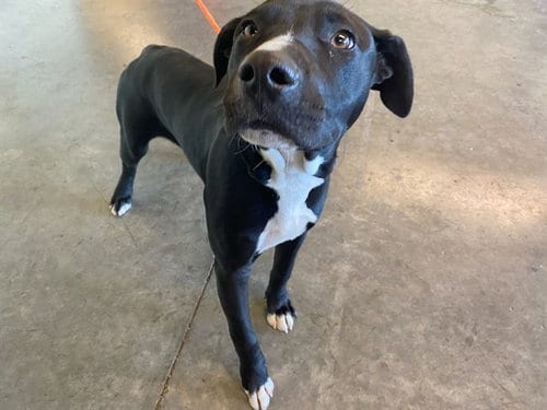 Photo of Flynn, adoptable Pit Bull Terrier in Orange, California