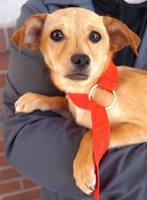 Photo of Telma, adoptable Dachshund in Carrollton, Texas
