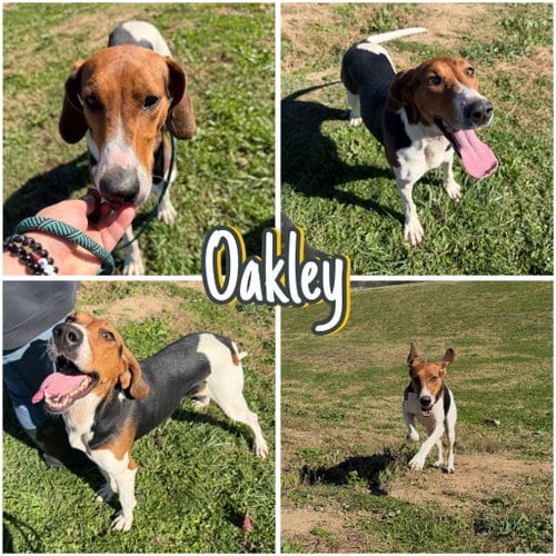 Photo of Oakley, adoptable Coonhound in Pierceton, Indiana