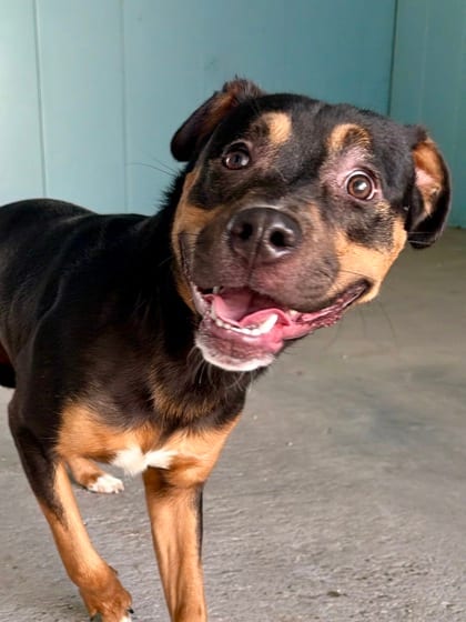 Photo of Snoop, adoptable Terrier in New Orleans, Louisiana