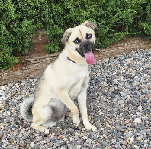 Photo of Brilliant Lil Ms Beezer = FUN, adoptable Pug in Albuquerque, New Mexico