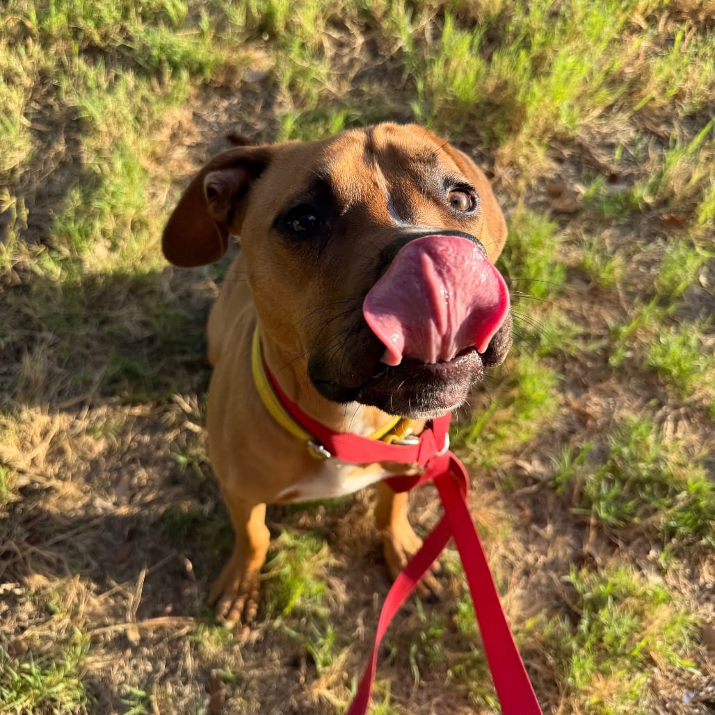 Photo of Redman, adoptable Hound, Plott / Mixed Breed (Medium) in San Antonio, Texas