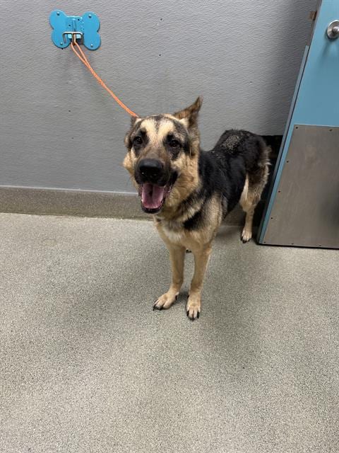Photo of Petunia, adoptable German Shepherd Dog in Las Vegas, Nevada