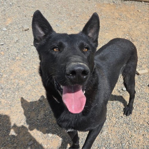 Photo of Cash, adoptable Belgian Shepherd Malinois in Yreka, California
