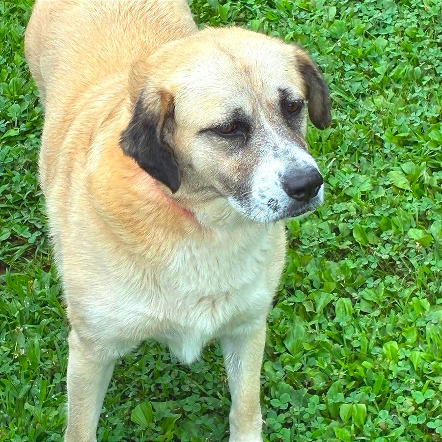Photo of Libby, adoptable Mixed Breed (Large) in Chattanooga, Tennessee