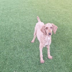 Photo of Marmalade 4420, adoptable Golden Retriever Poodle (Miniature) in Loxahatchee, Florida
