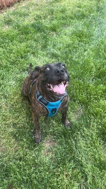 Photo of Daphne, adoptable Pit Bull Terrier in Charlotte, North Carolina