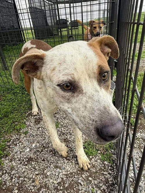 Photo of Freya, adoptable Terrier in Abbeville, Louisiana