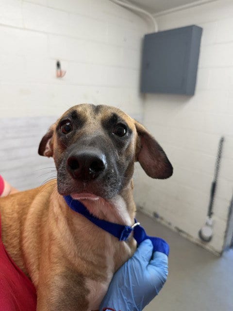 Photo of Parmesan, adoptable Beagle in San Bernardino, California