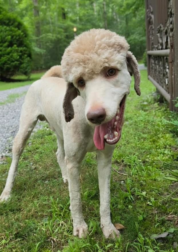 Photo of Hogan, adoptable Poodle in Crossville, Tennessee