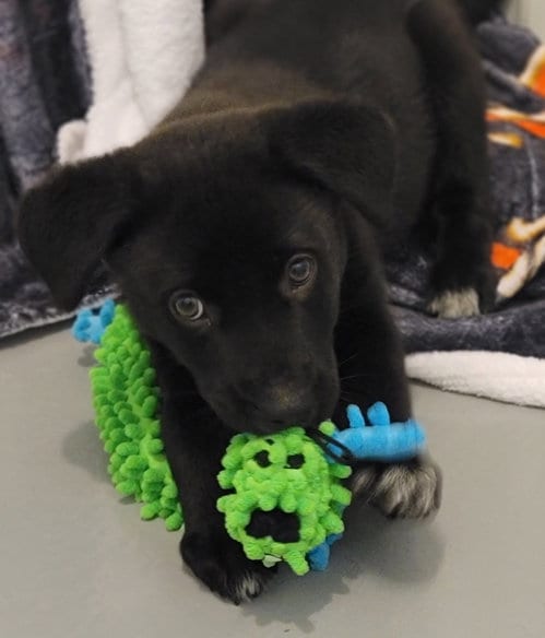 Photo of Axel, adoptable Australian Shepherd in Greenville, Illinois