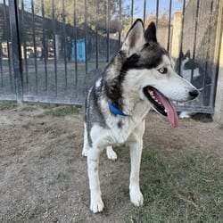 Photo of Sharkie, adoptable Husky in Jurupa Valley, California