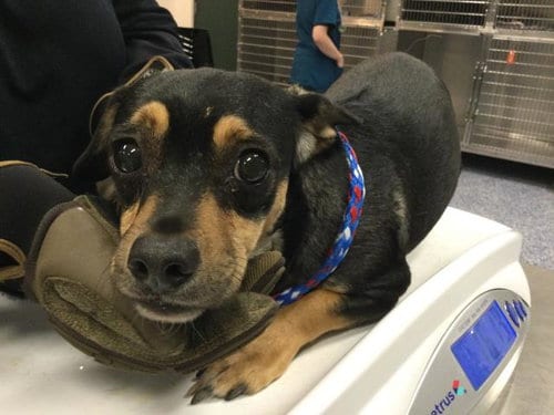 Photo of Myra, adoptable Chihuahua in Riverside, California