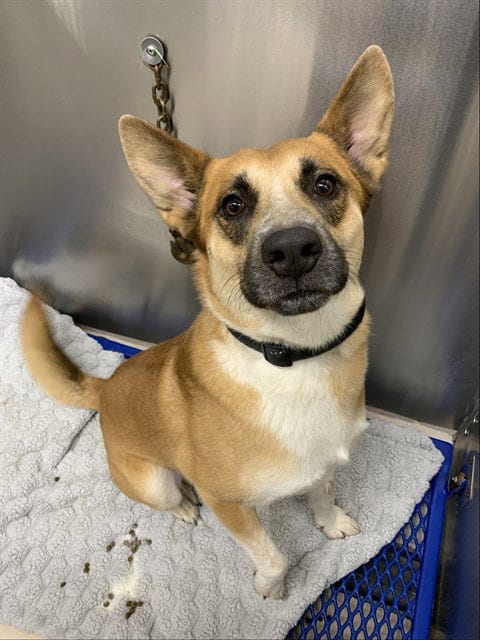 Photo of Rico, adoptable Husky in Fairbanks, Alaska