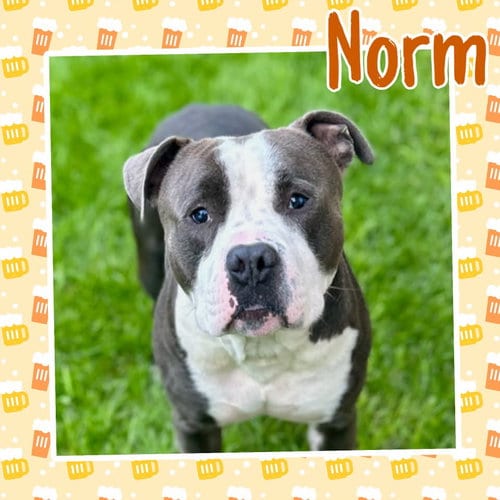 Photo of Norm, adoptable Pit Bull Terrier in Crete, Illinois
