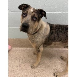 Photo of Oreo, adoptable Catahoula Leopard Dog American Pit Bull Terrier in Brighton, Colorado