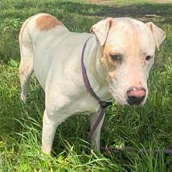 Photo of Meredith JuM, adoptable American Pit Bull Terrier Mixed Breed (Medium) in Hartford, Connecticut