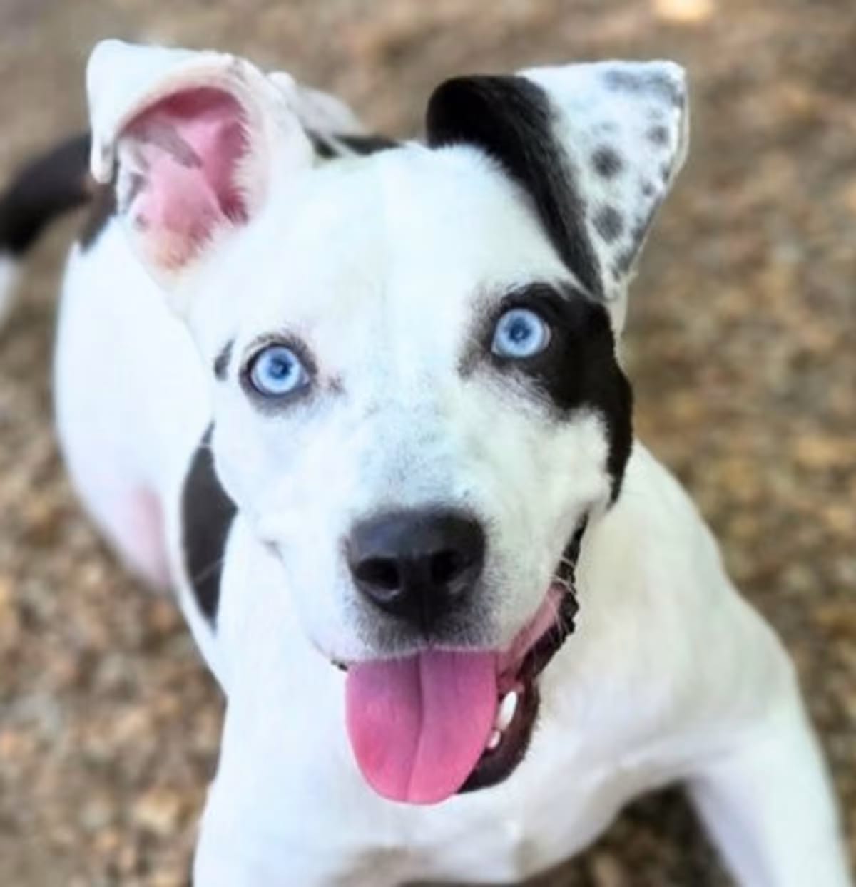 Photo of Bluey, adoptable American Bulldog in Anniston, Alabama