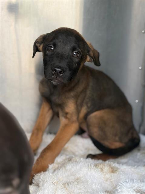 Photo of Waffle, adoptable Belgian Shepherd Malinois in Fairfield, California