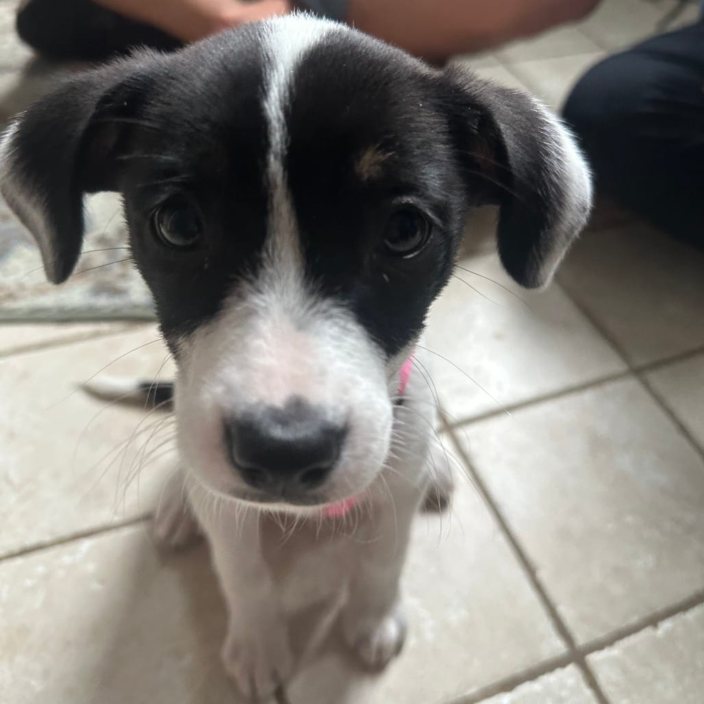 Photo of Frida, adoptable Terrier in Fairfax Station, Virginia