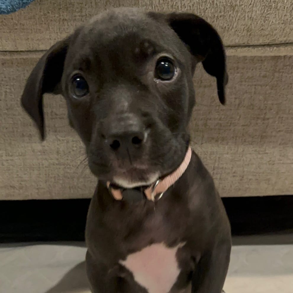 Photo of Niagara (Grapevine Pup), adoptable Mixed Breed (Medium) in St. Louis, Missouri