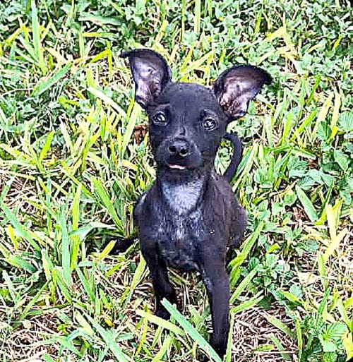 Photo of Teeny (TX), adoptable Terrier in New York, New York