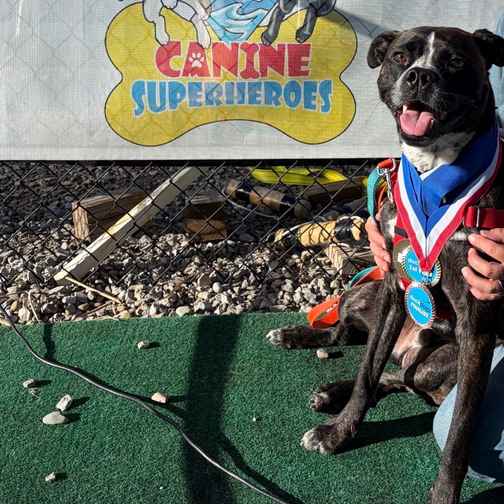 Photo of Gage, adoptable Boxer in Berea, Ohio