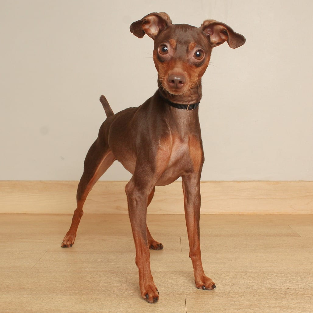 Photo of Green Bean D71724, adoptable Pinscher, Miniature in Minnesota, Minnesota