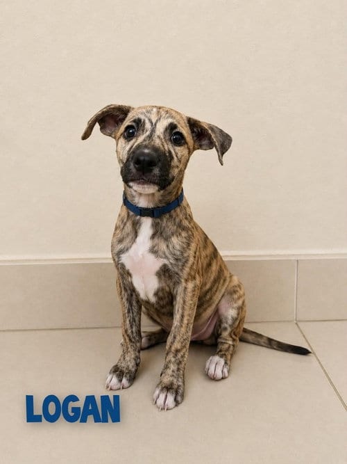 Photo of Logan, adoptable Terrier in St. Augustine, Florida