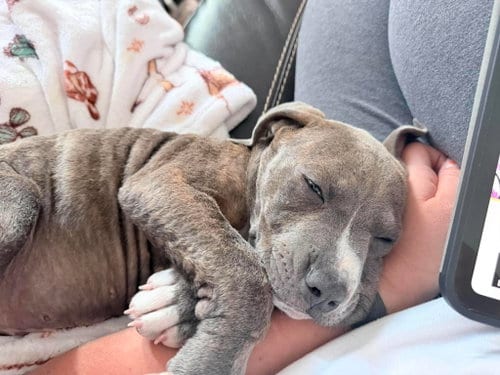 Photo of Benny Baby, adoptable Pit Bull Terrier in MIDWAY, Utah