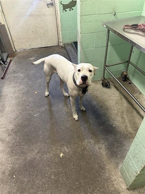 Photo of Chanel, adoptable Dogo Argentino in Sacramento, California