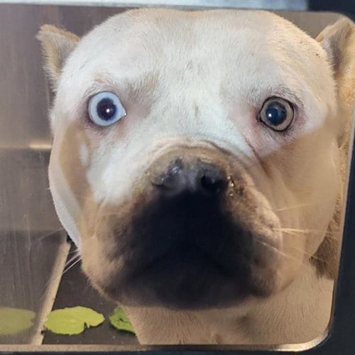 Photo of Toni, adoptable American Staffordshire Terrier in San Antonio, Texas