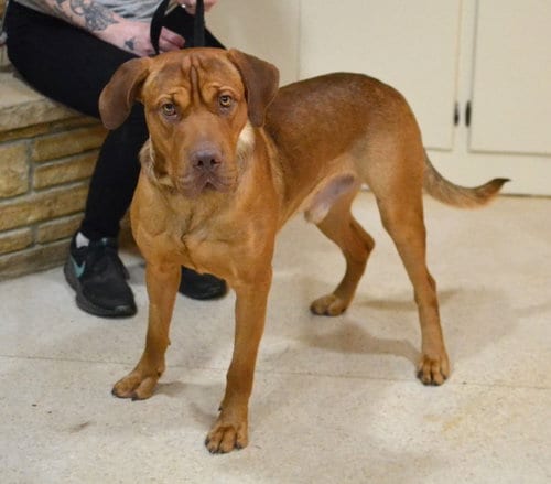 Photo of Hank, adoptable Mastiff in Enfield, Connecticut