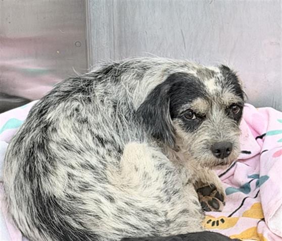 Photo of Stella, adoptable Mixed Breed