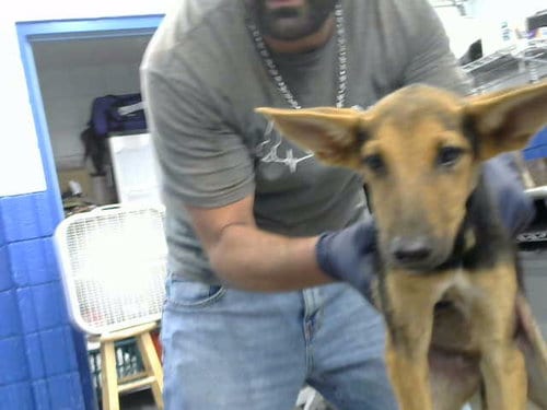 Photo of Que, adoptable Doberman Pinscher in Albuquerque, New Mexico