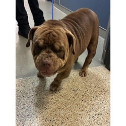 Photo of Pepe, adoptable American Pit Bull Terrier in Doral, Florida