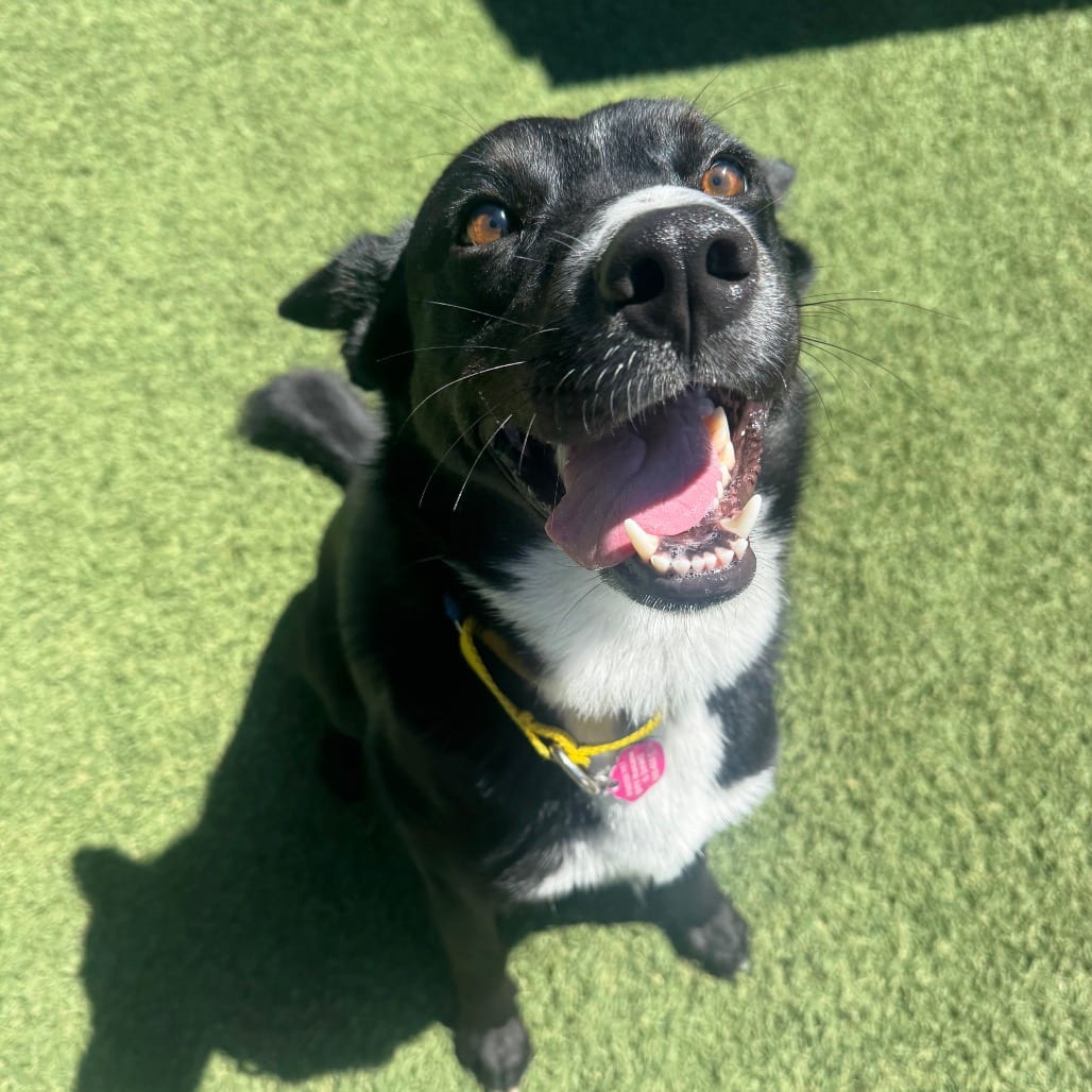 Photo of Dr. Pepper, adoptable Kelpie, Australian in Buellton, California