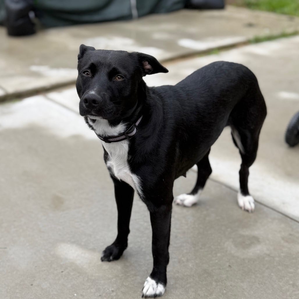Photo of Wednesday, adoptable Collie, Border / Mixed Breed (Medium) in Maryland, Maryland