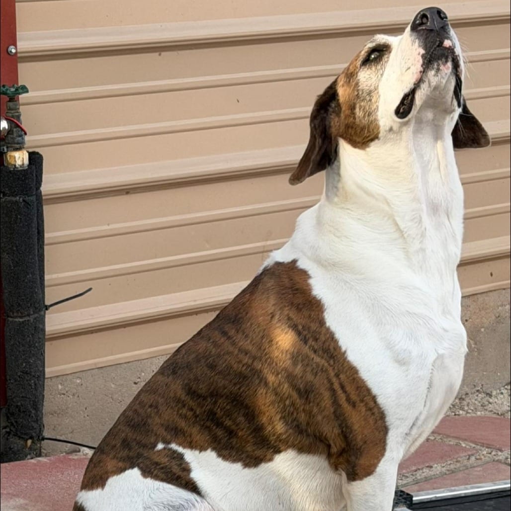Photo of Sweetie, adoptable Catahoula Leopard Dog / Unknown in Weatherford, Texas